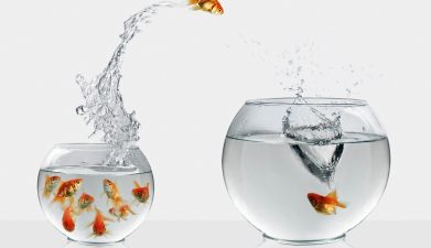 דג זהב קופץ מאקווריום מלא דגים לאקווריום עם דג זהב בודד